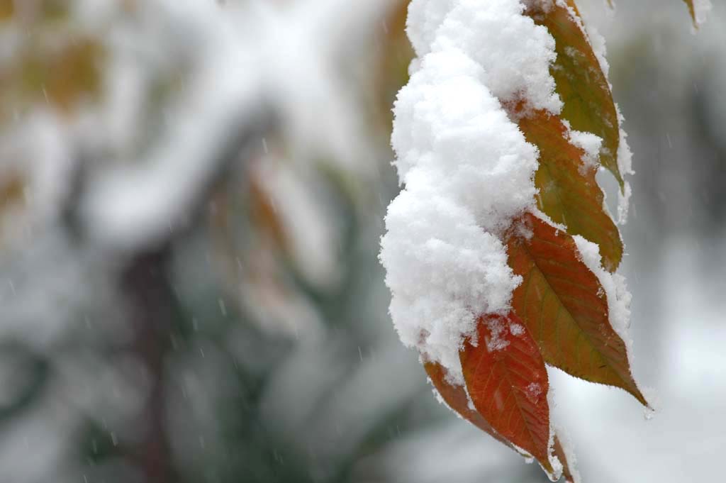 雪叶1 摄影 园墅