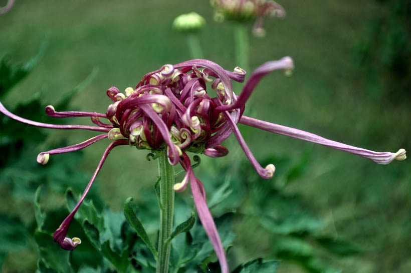 菊 摄影 马兰草