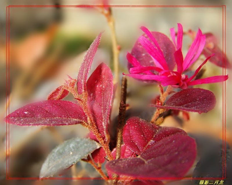 红花继木 摄影 二月龙