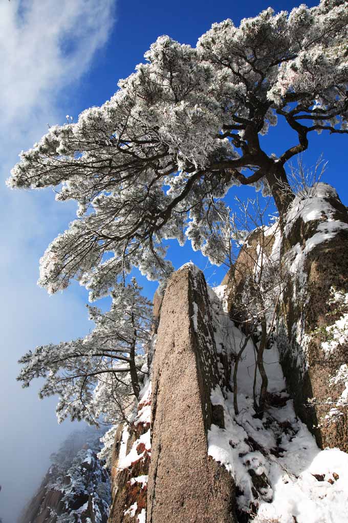 雪后黄山松 1 摄影 拐杖