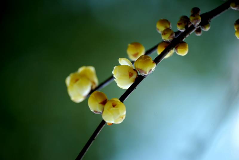 腊梅花 摄影 laorenjia88