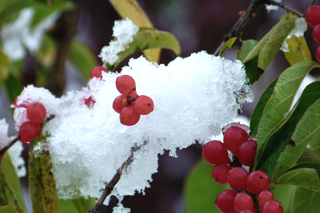 雪里红 摄影 鲁鲁黑土