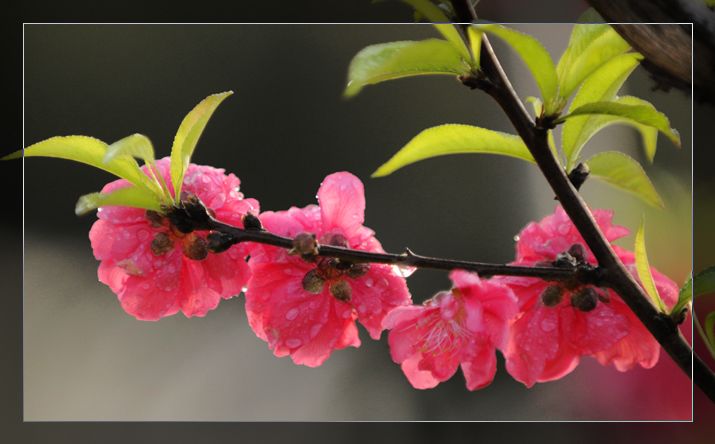 人间四月芳菲尽，山寺桃花始盛开 摄影 飘儿_2008