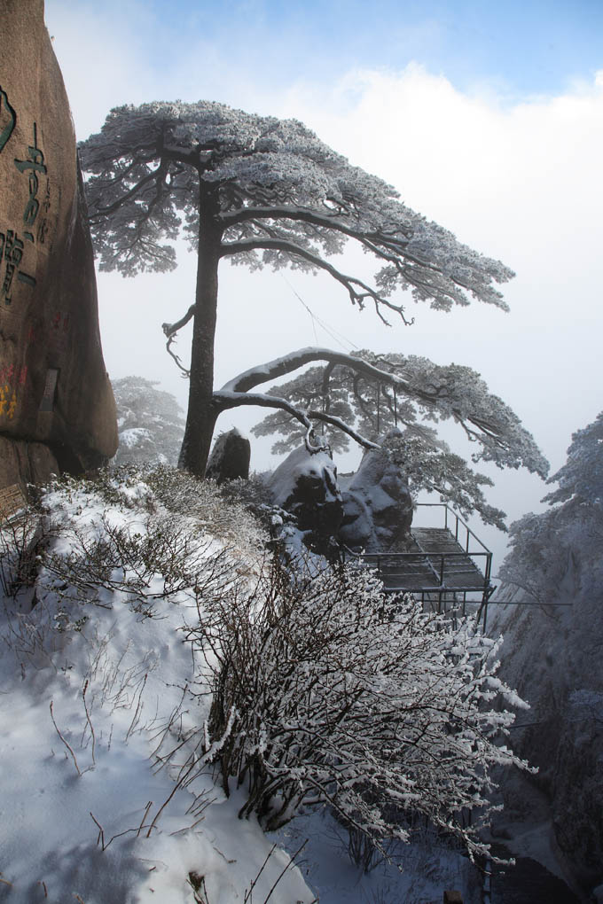 雪后黄山松 2 摄影 拐杖