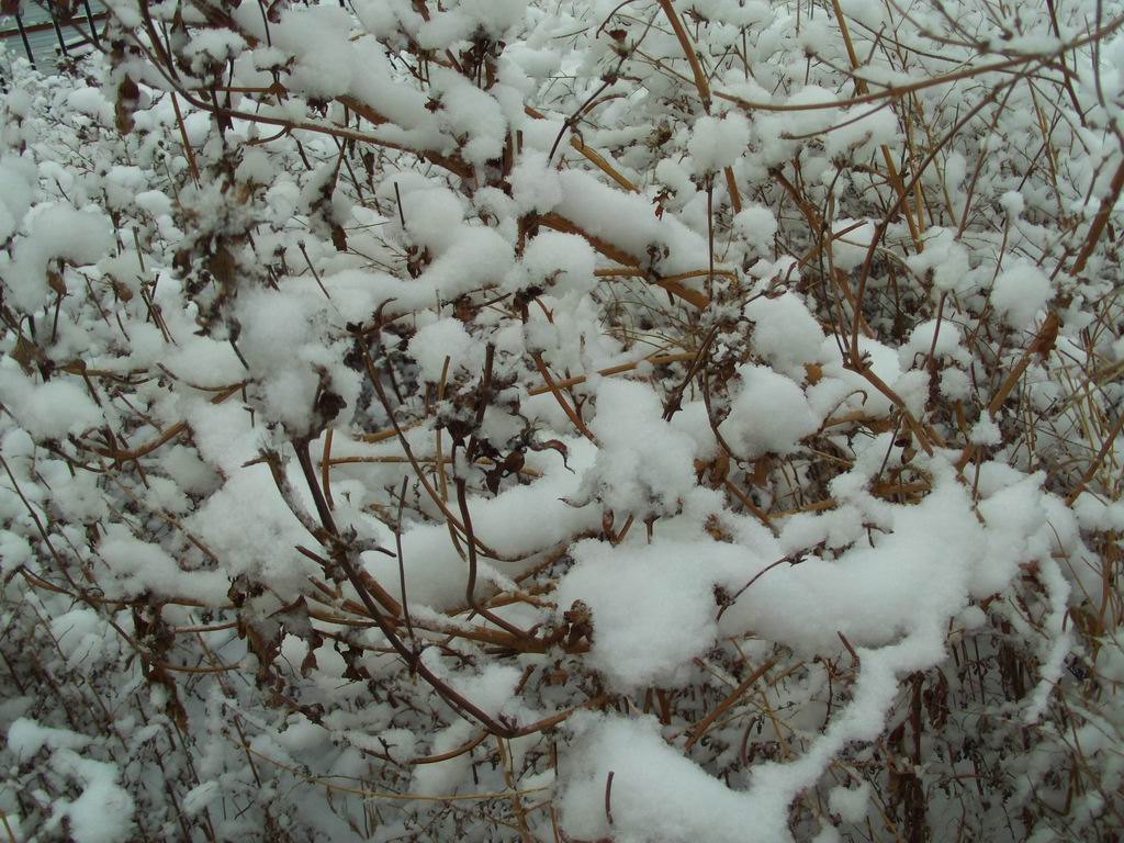 雪景 摄影 刘老头