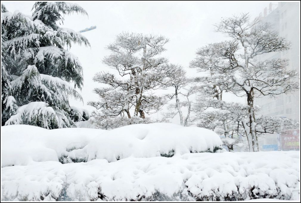 雪松 摄影 春天080