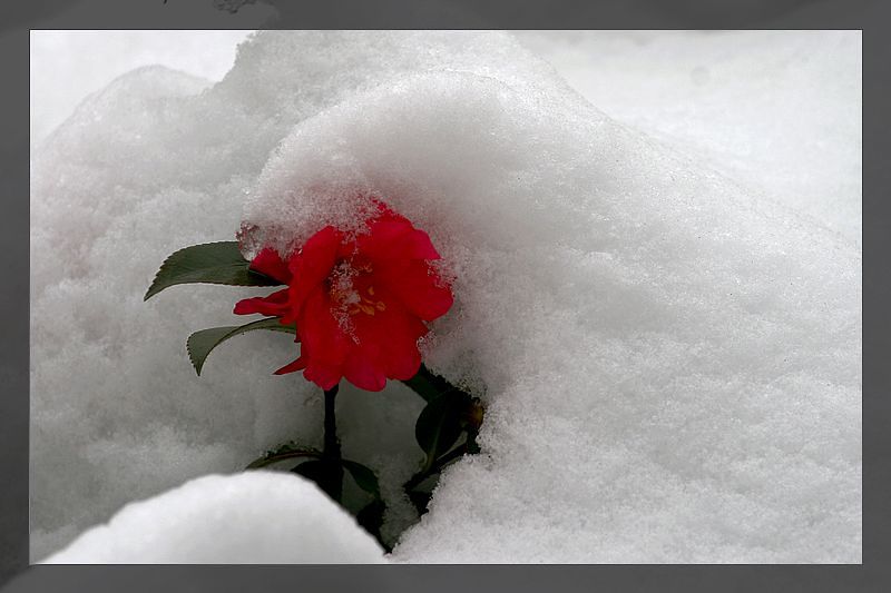 雪后的花儿2 摄影 楚园秋韵