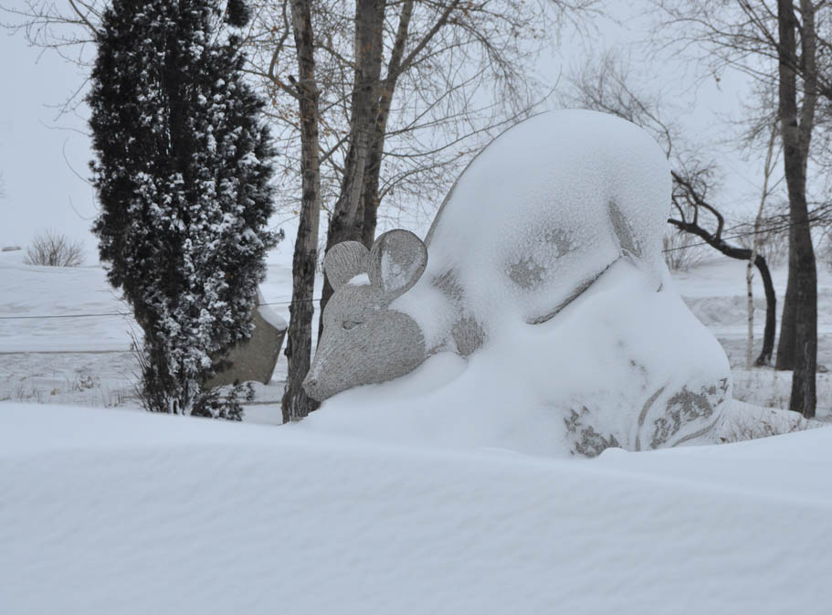 雪老鼠 摄影 三江龙