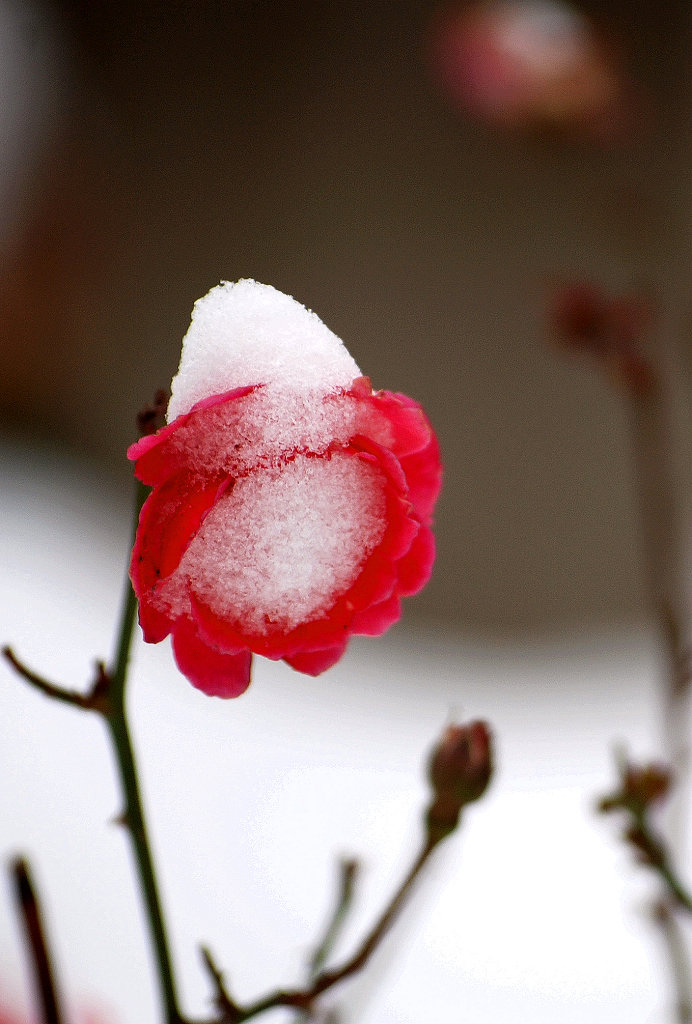 雪帽 摄影 爱荔轩