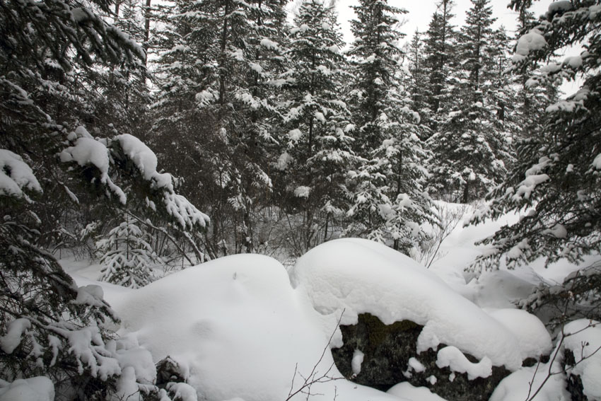 松林雪涛 摄影 甲由田