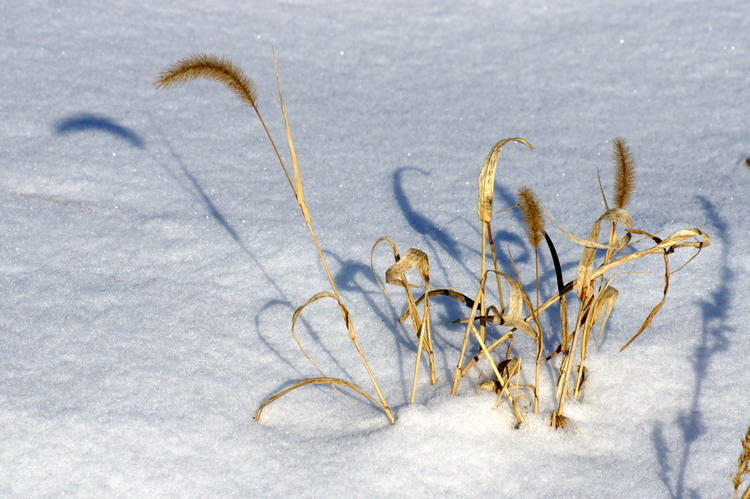 雪野 摄影 老山石