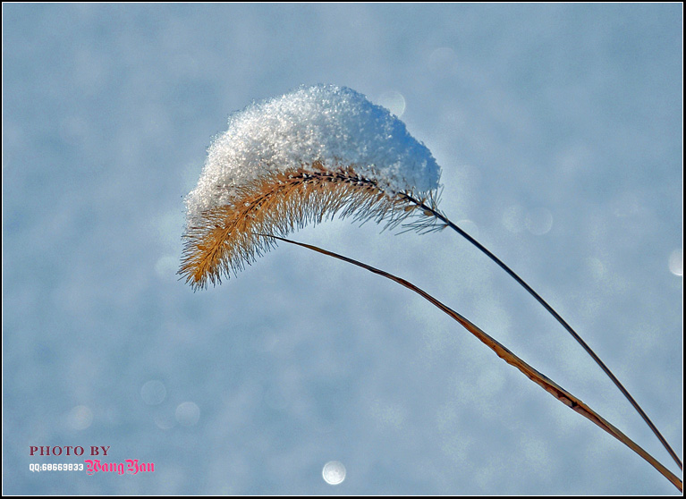 雪后 摄影 赤峰小王