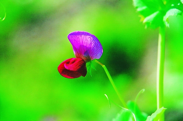 豆荚花 摄影 闲来寻花