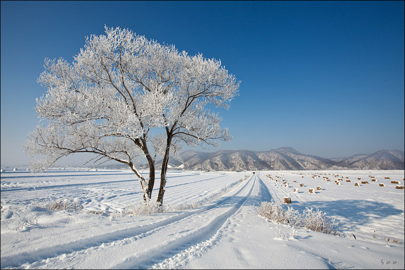 WinterTree 摄影 辛宗秀