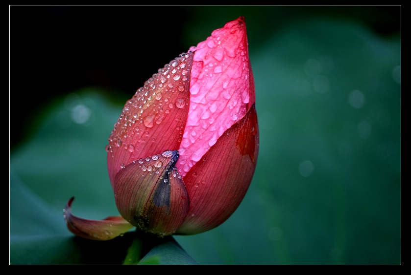 风雨何惧<6> 摄影 老帅唐僧