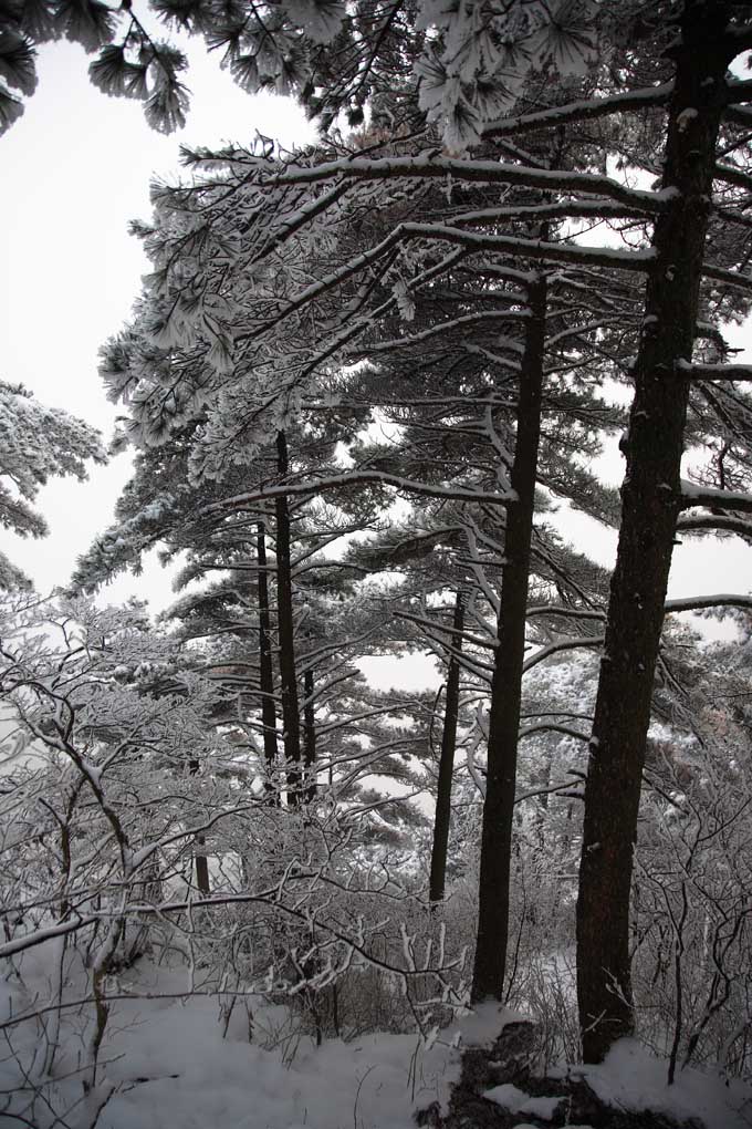 雪后黄山松 3 摄影 拐杖