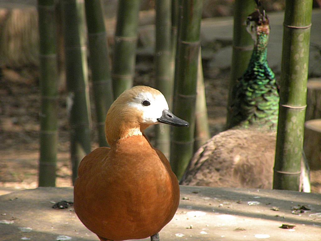 闲庭信步 摄影 盛夏明月