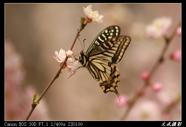 蝶恋花 摄影 LJZY