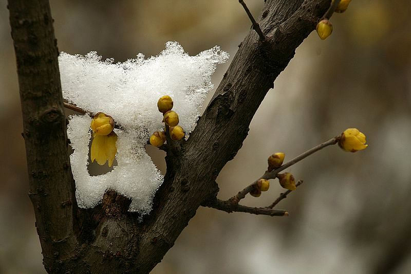 雪后的花儿3 摄影 楚园秋韵