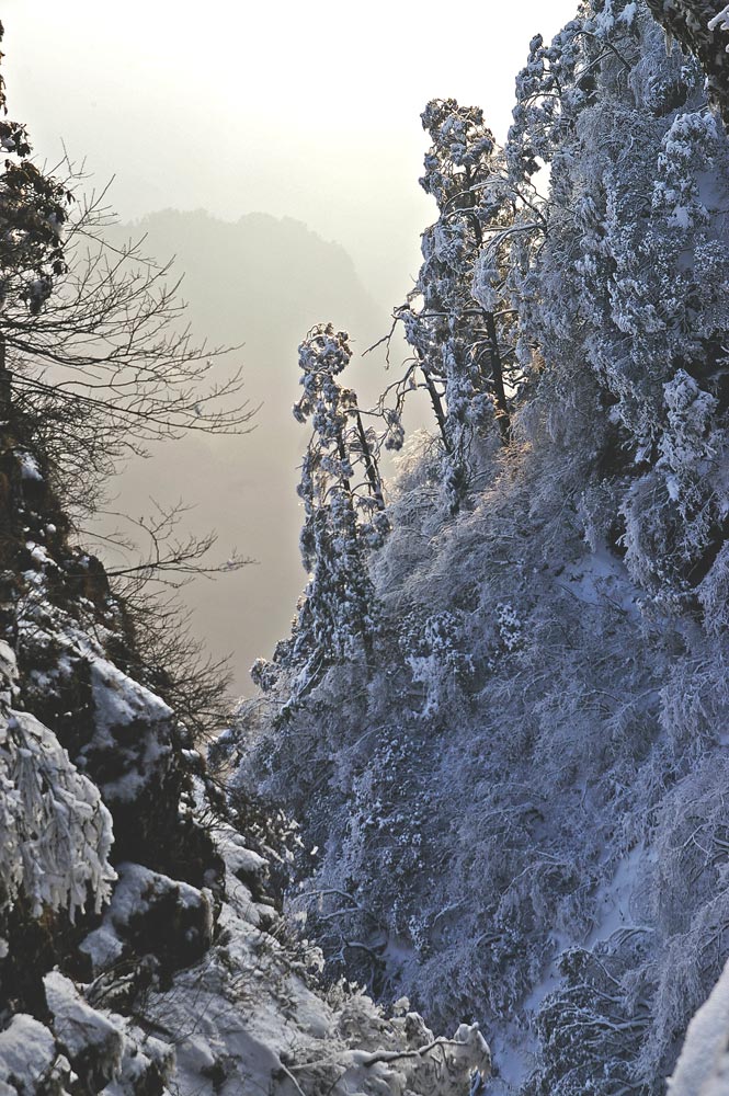 雪压冬枝 摄影 石舫