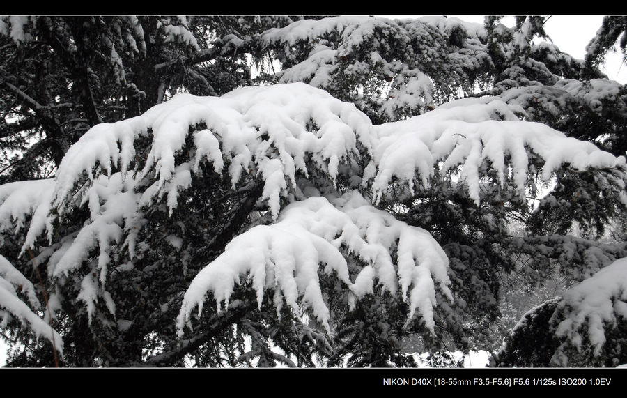 雪“爪” 摄影 岩影