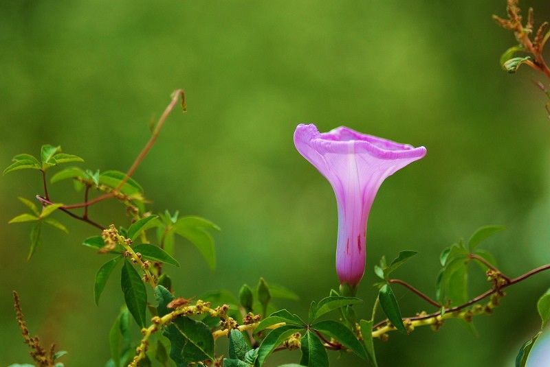 淡淡幽情 摄影 独梦客