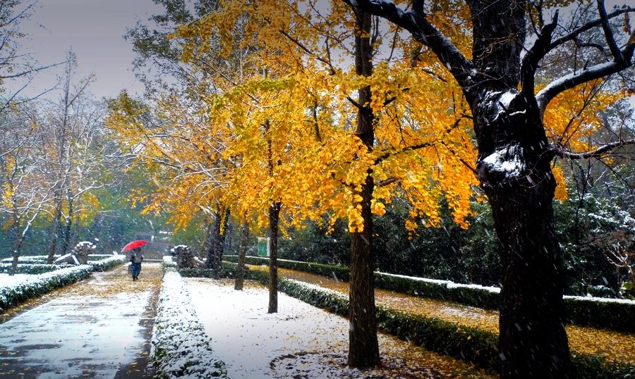 秋未去飞雪来 摄影 岚水清清