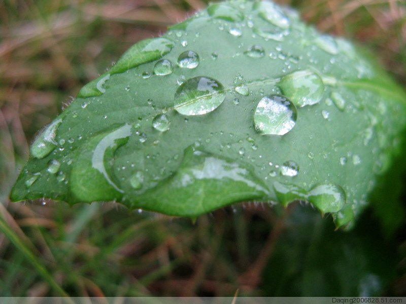 雨后的爱 摄影 傻大庆