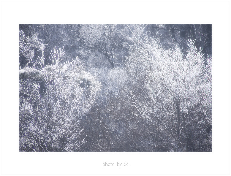 雪枝 摄影 小翠