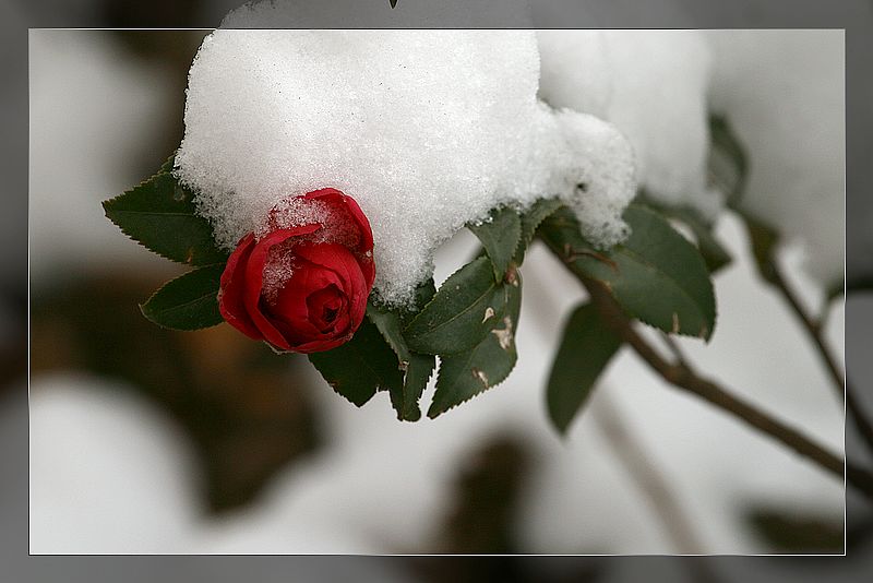 雪后的花儿5 摄影 楚园秋韵