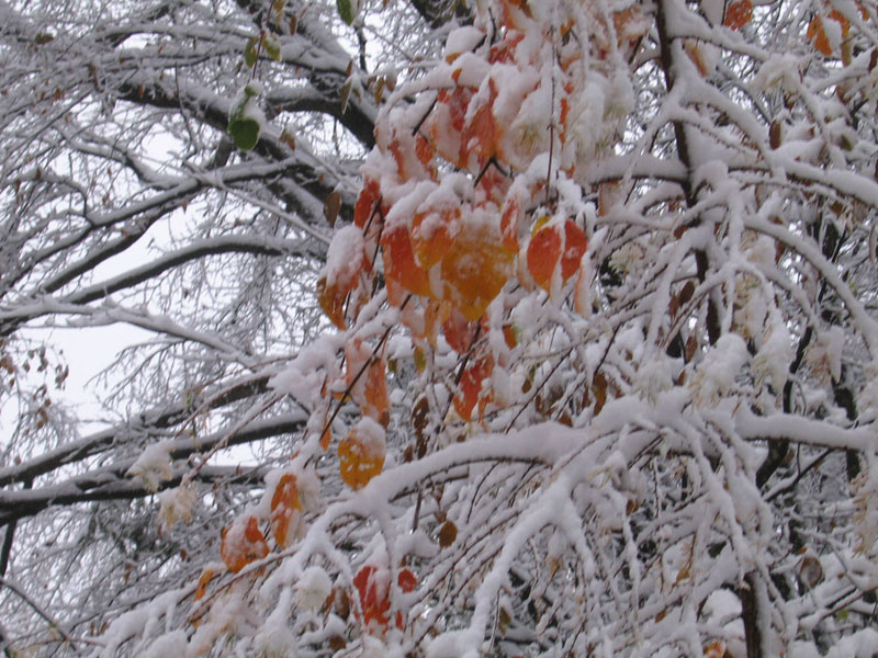 雪里红 摄影 湖生洋