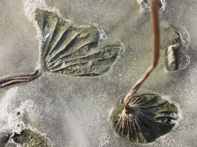 残荷1 摄影 红雪花