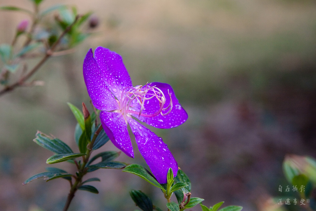 紫色花花 摄影 自在逍遥