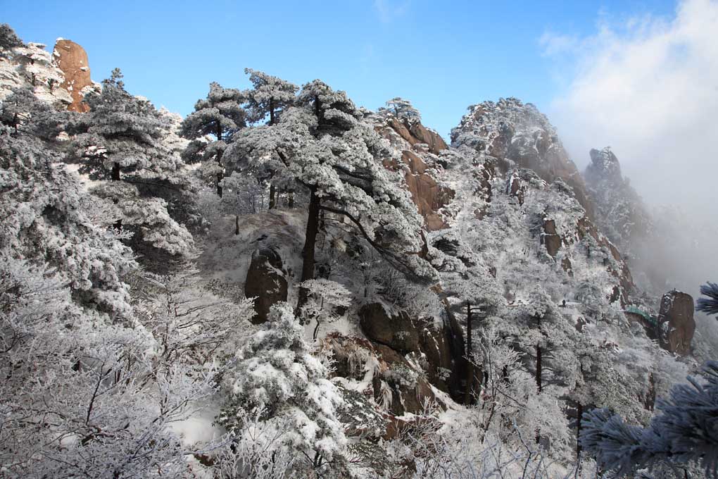 雪后黄山松 7 摄影 拐杖