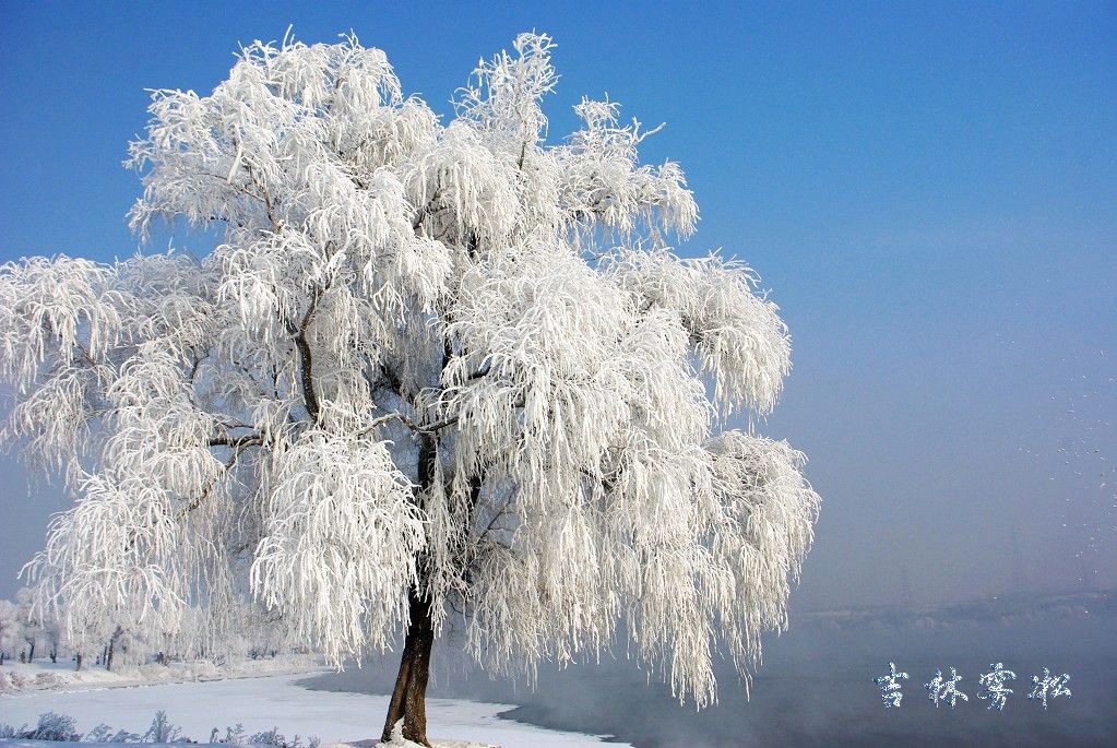 吉林市雾凇3 摄影 拍拍猫