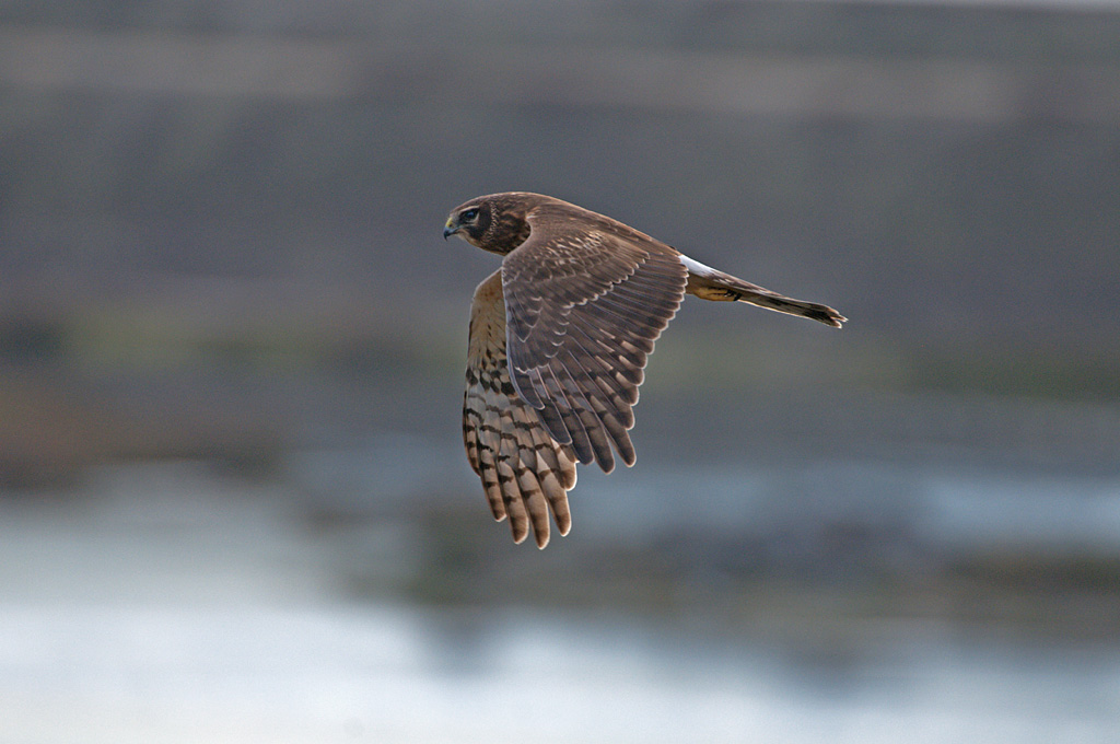 鹰（Hawk) 摄影 fengsheng