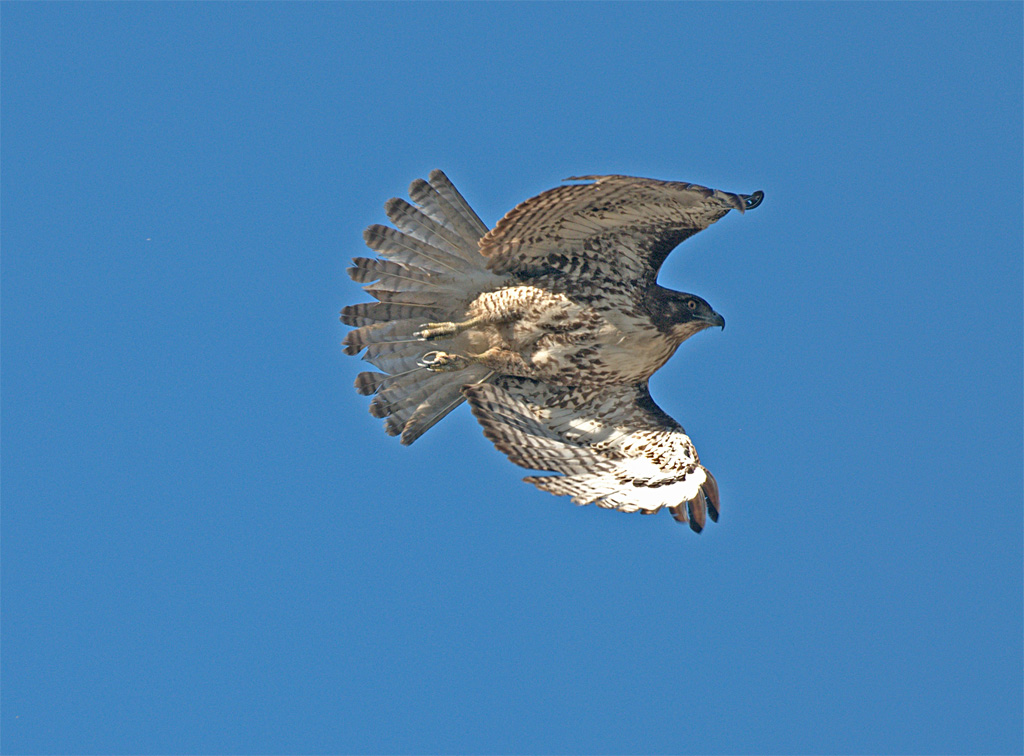 鹰（Hawk) 摄影 fengsheng