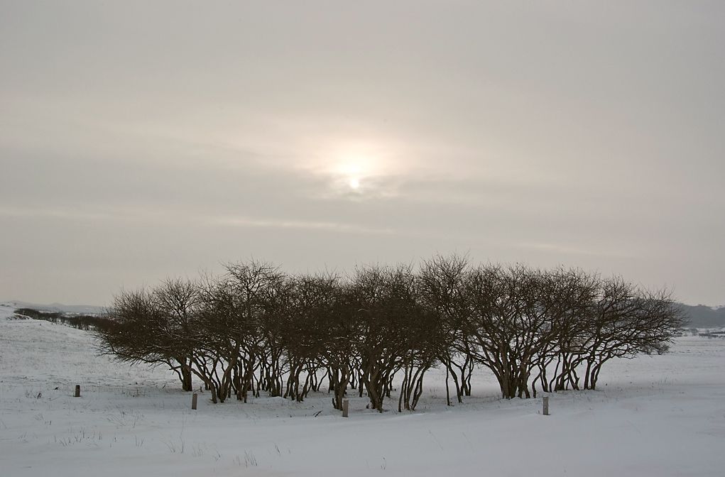 雪地阴天 摄影 Dingxc