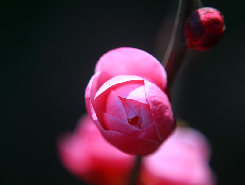 梅花4 摄影 旧草帽