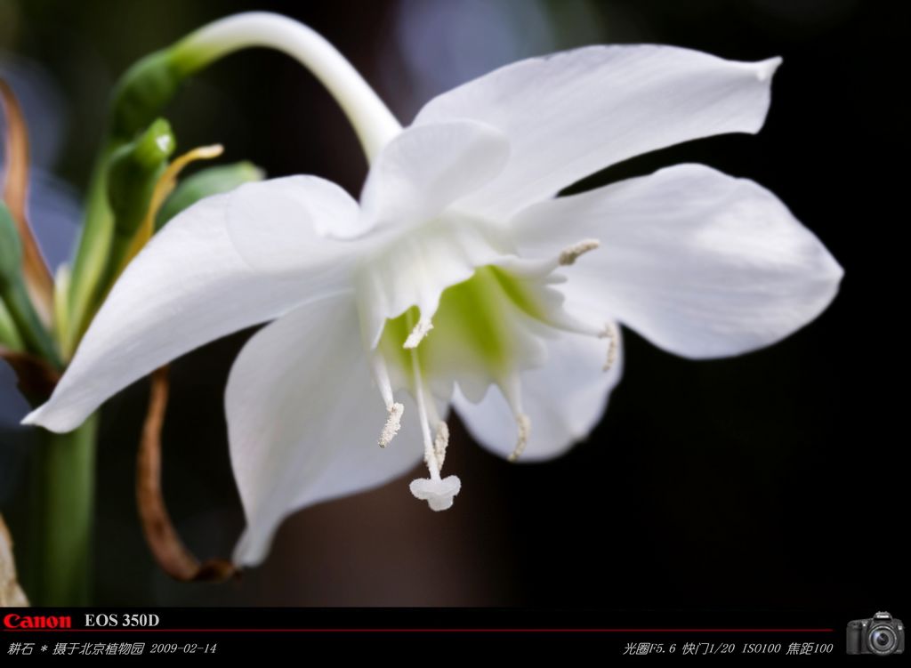 花卉 摄影 耕石