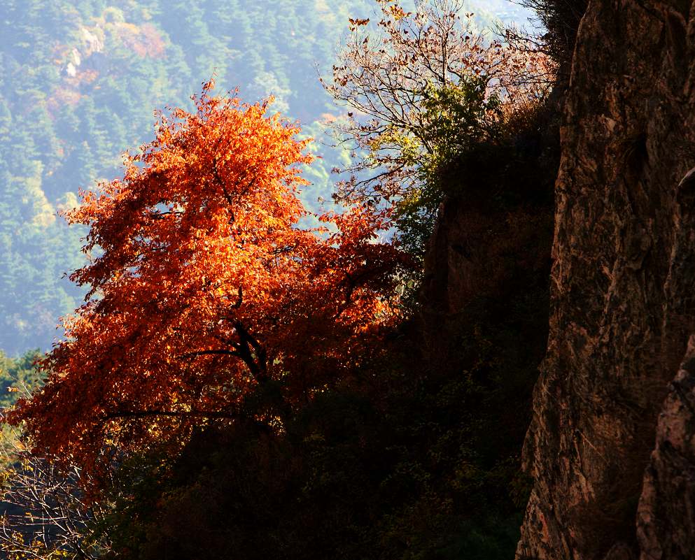 泰山秋色 摄影 山野樵夫