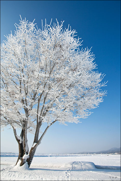 WinterTree 摄影 辛宗秀