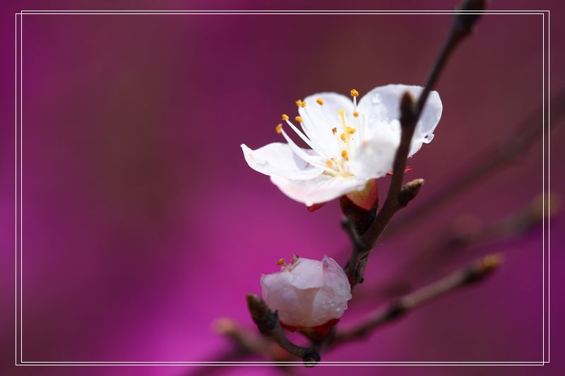 花开 摄影 miye