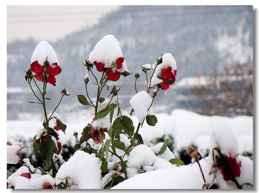 雪压群芳 摄影 野菊满山