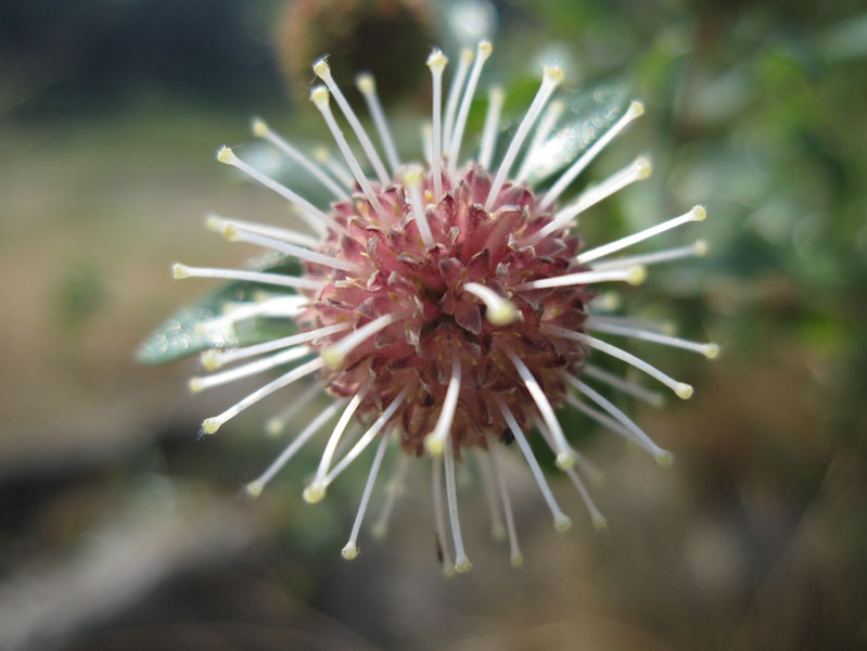 “礼花”绽放 摄影 青花鱼