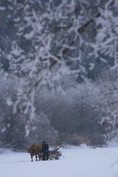 雪爬犁 摄影 岳桦