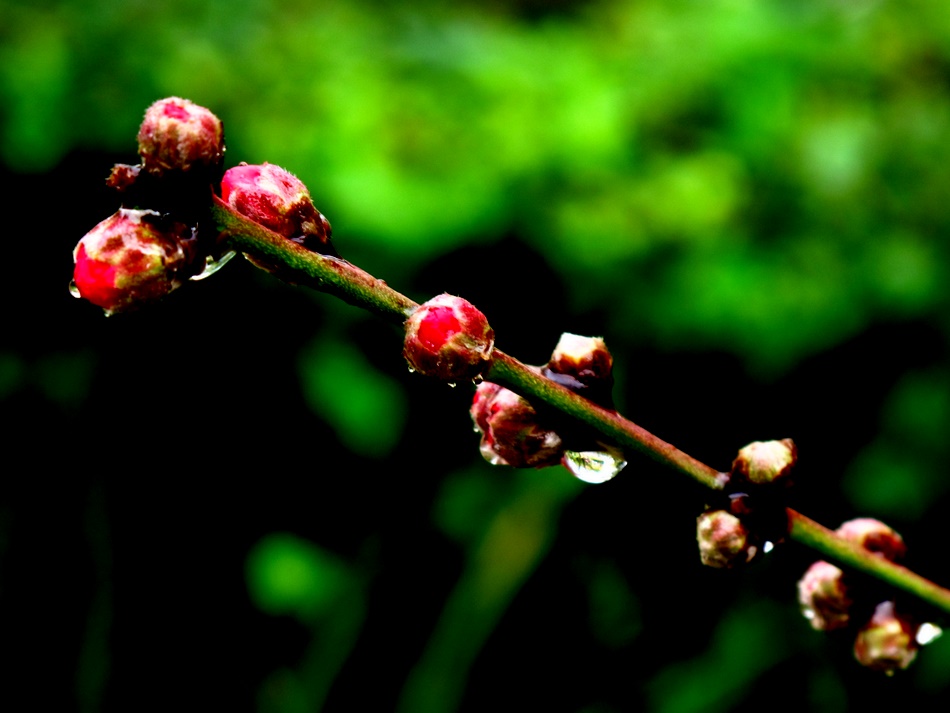 雨后桃花蕾 摄影 一岁一枯荣