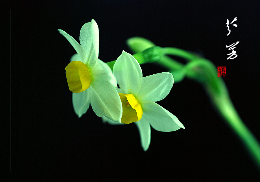 《芬 芳》 摄影 都来评评