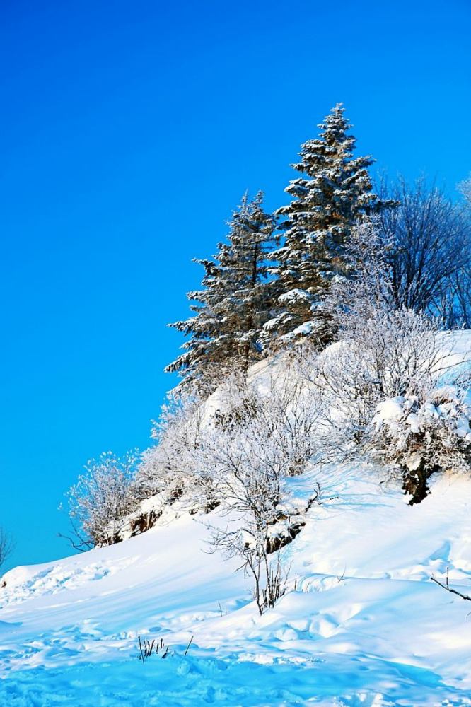 大雪压青松 摄影 楚淮