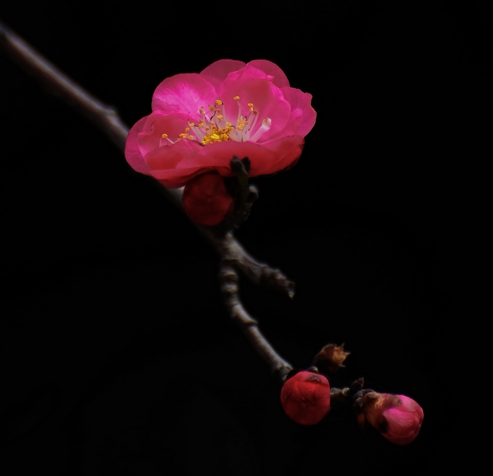 红梅花儿开2 摄影 秋叶126